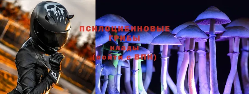 Псилоцибиновые грибы Psilocybine cubensis Коломна